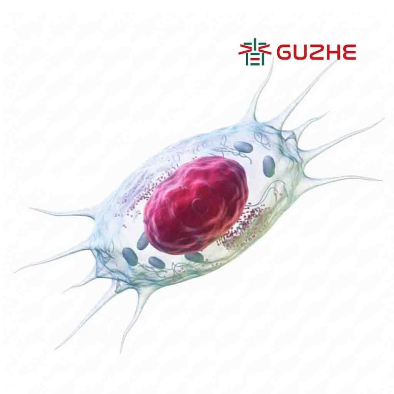 小鼠成纤维细胞系L929 Mouse Fibroblast Cell Line L929 (GG-MFCL-L929)